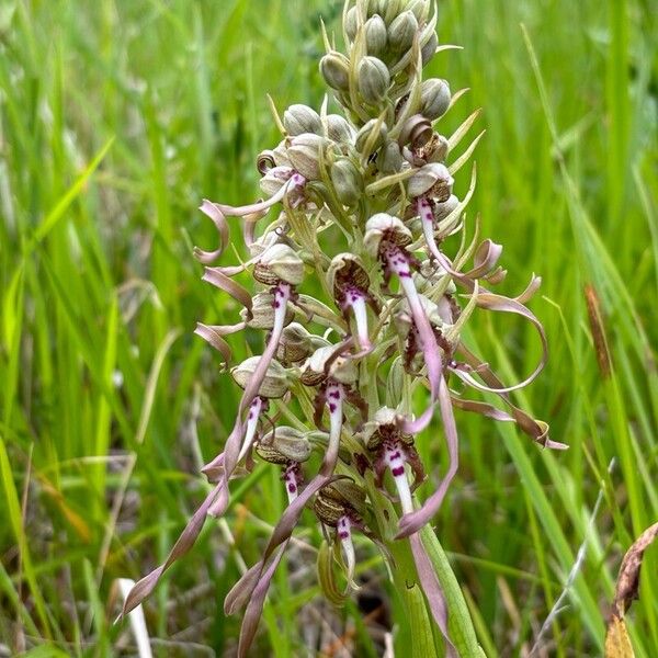 Himantoglossum hircinum Flower