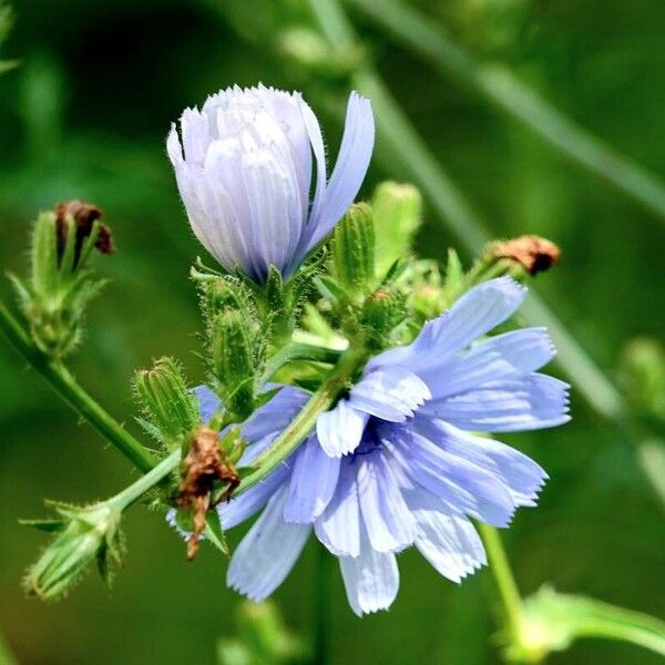 Cichorium endivia Çiçek