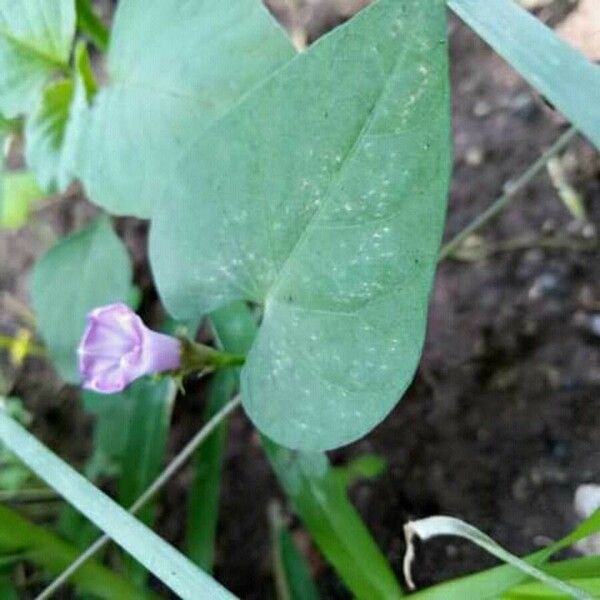 Ipomoea triloba Levél