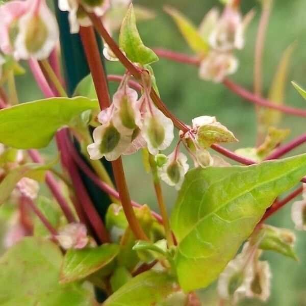 Fallopia dumetorum Fruto