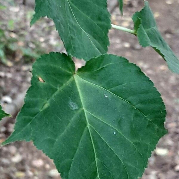 Acer davidii Blatt