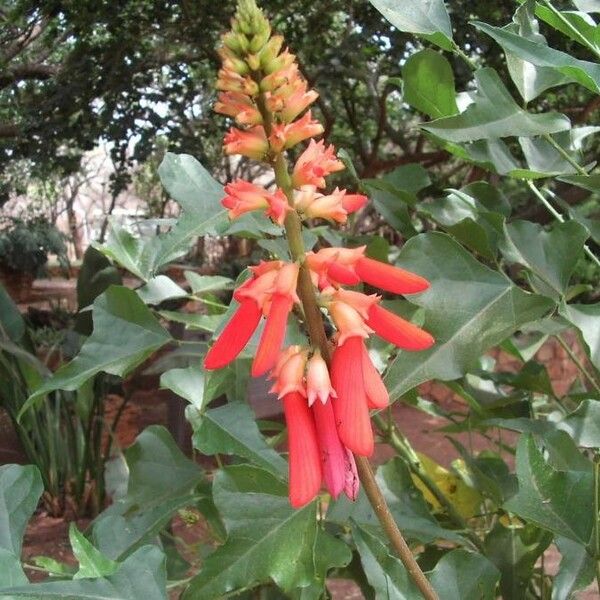 Erythrina humeana Flor