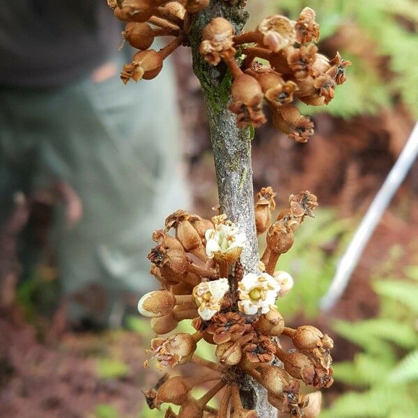 Pycnandra neocaledonica ᱵᱟᱦᱟ