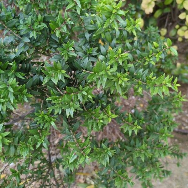 Myrtus communis Liść