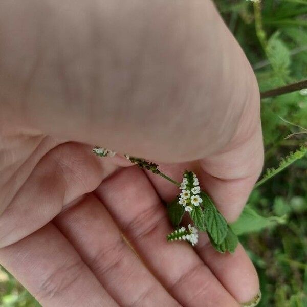 Heliotropium angiospermum Кветка