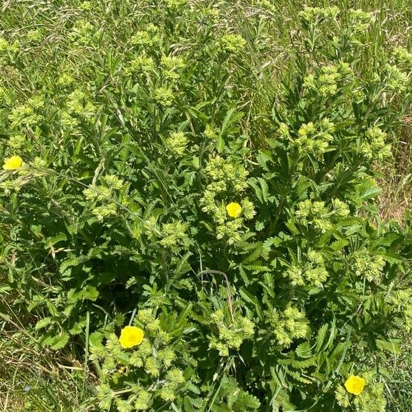 Potentilla recta Vivejo