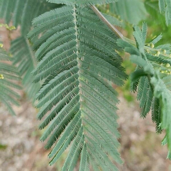 Acacia dealbata Leaf