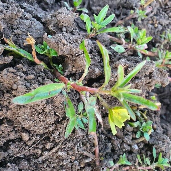 Ludwigia adscendens Feuille