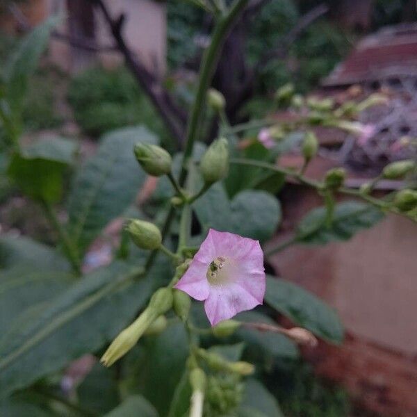 Nicotiana tabacum 花