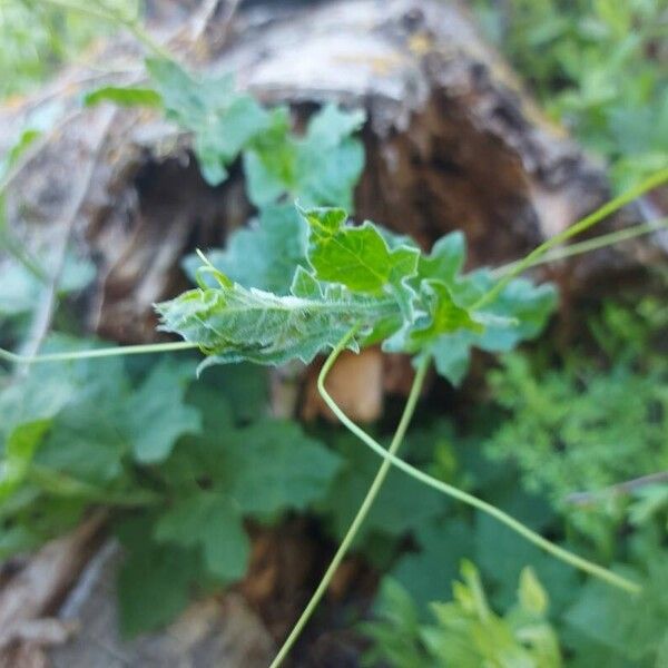 Bryonia alba Leaf