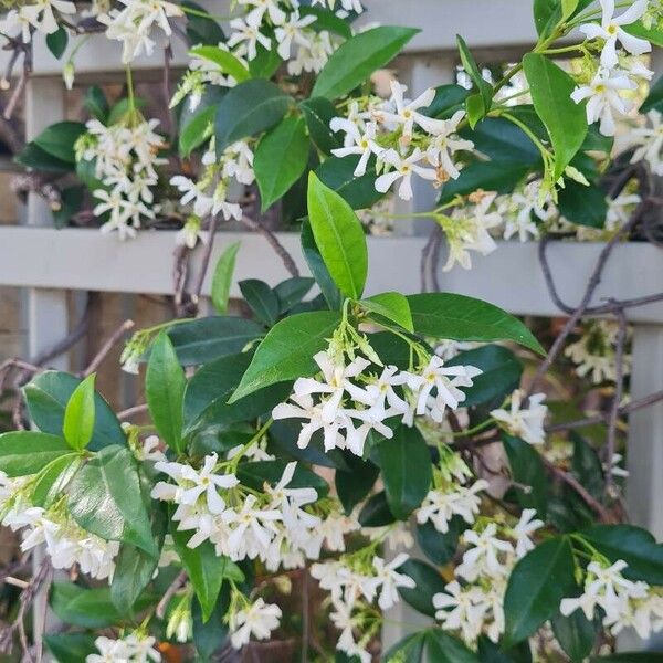 Trachelospermum jasminoides Λουλούδι