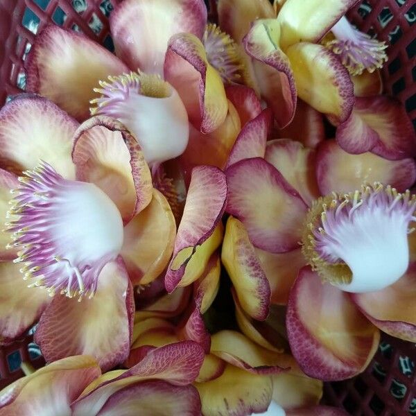 Couroupita guianensis Flower