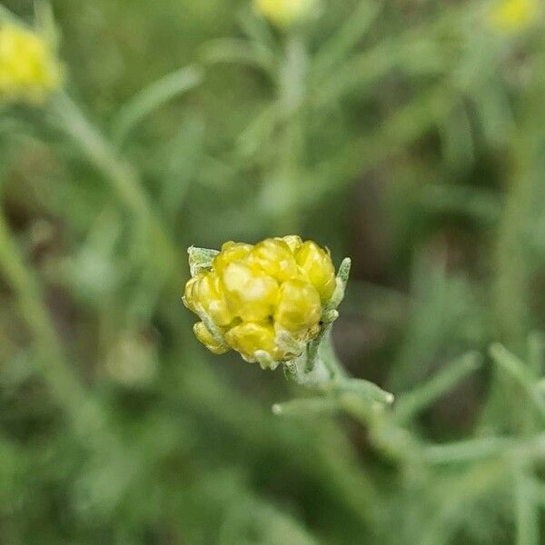 Helichrysum stoechas Цветок