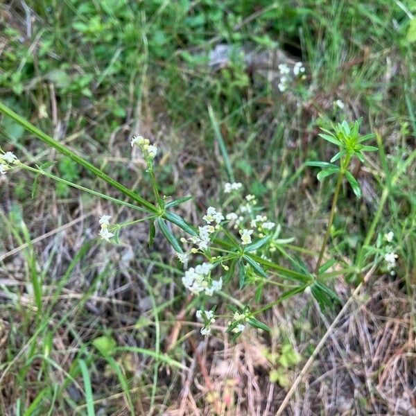 Galium album Blüte