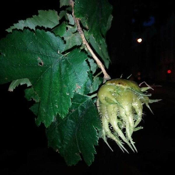 Corylus colurna Folio