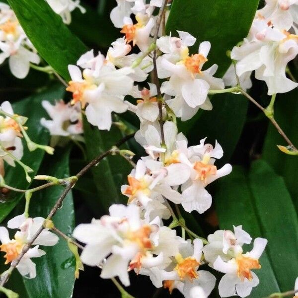 Oncidium baueri Flor