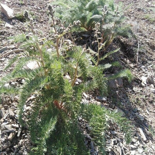 Achillea crithmifolia Květ