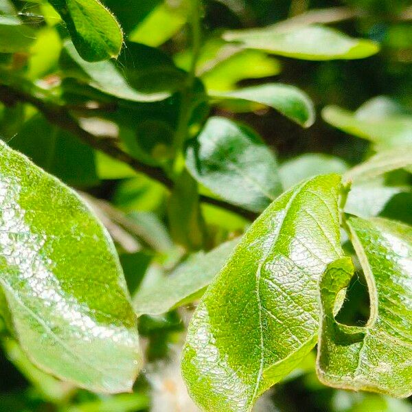 Salix hastata Folha