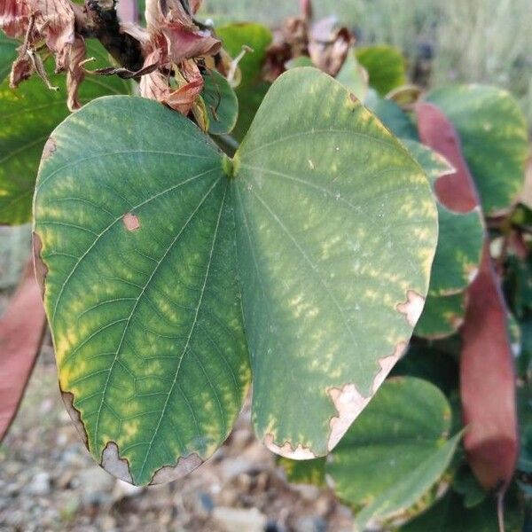 Bauhinia variegata Feuille