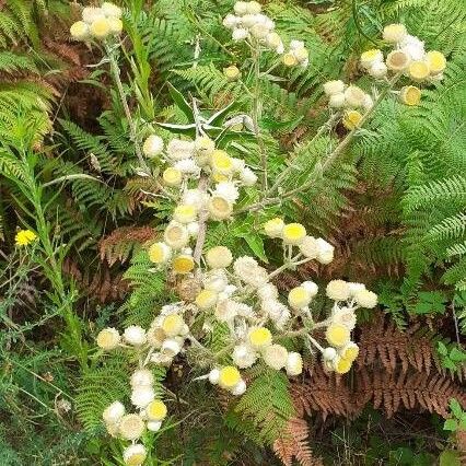 Helichrysum foetidum Kwiat