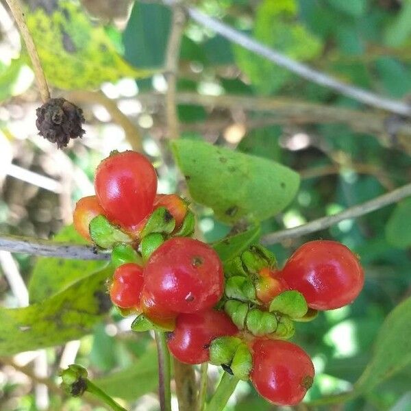 Lonicera etrusca Fruchs