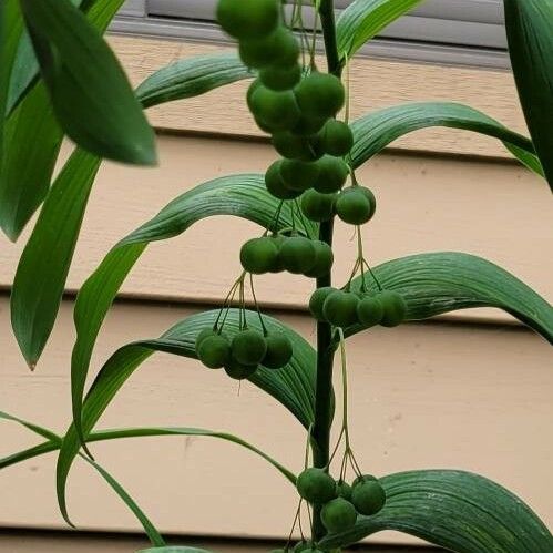 Polygonatum biflorum Φρούτο