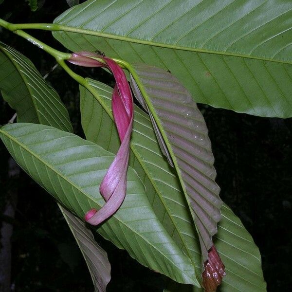 Dipterocarpus hasseltii 葉