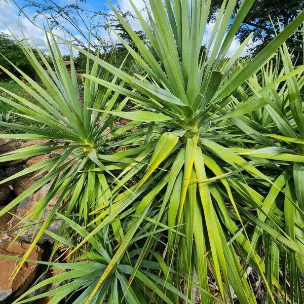 Dracaena ellenbeckiana Deilen