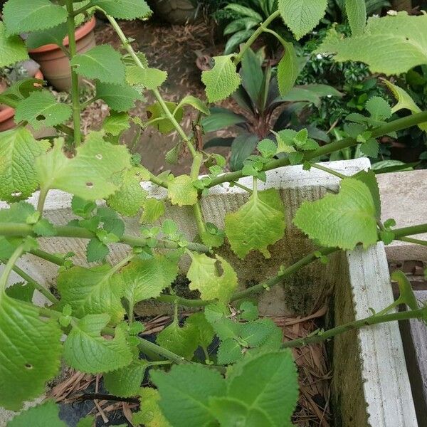 Coleus amboinicus Leaf