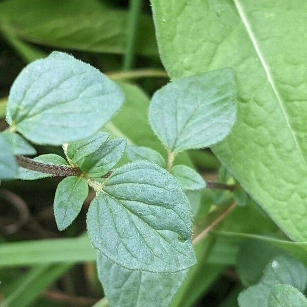 Origanum vulgare Levél