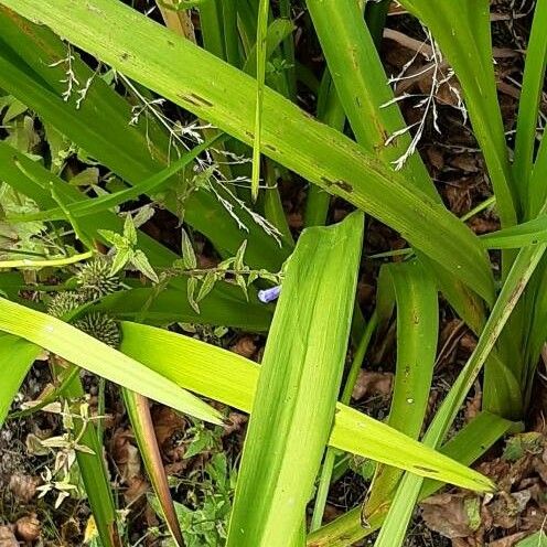 Sparganium erectum Leaf