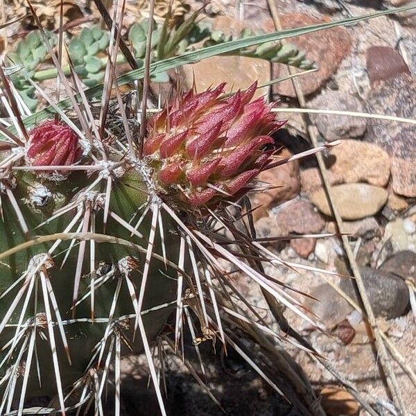 Opuntia polyacantha Λουλούδι