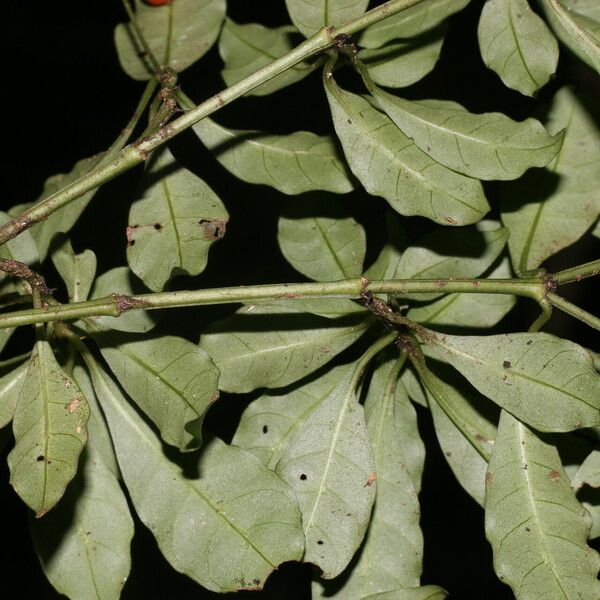 Psychotria biaristata Fruit