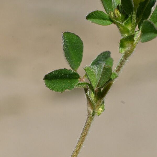 Medicago minima Frunză