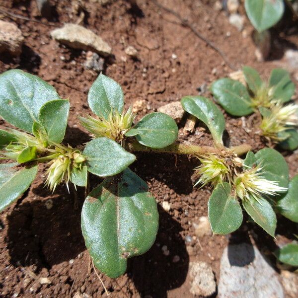 Alternanthera pungens മറ്റ്