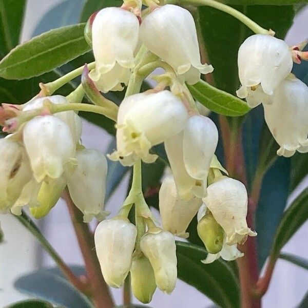 Arbutus andrachne Flower