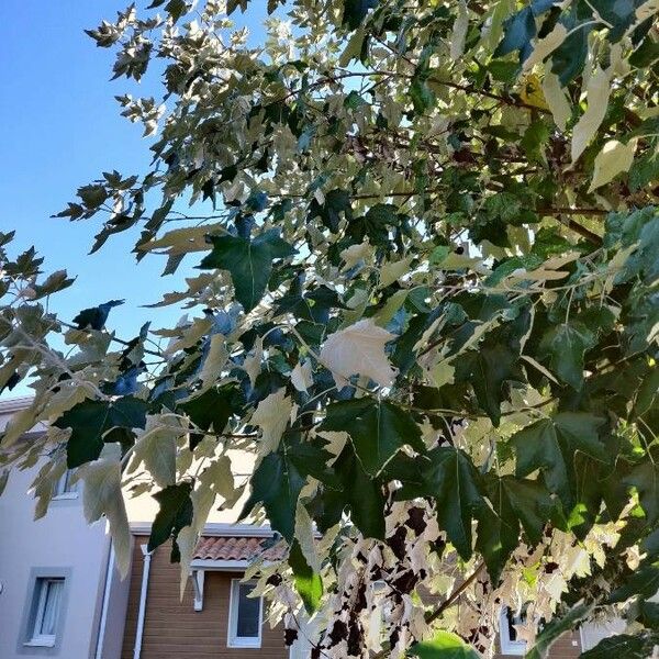 Populus alba Outro