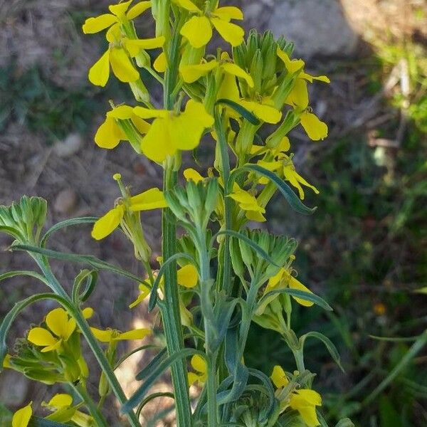 Sinapis arvensis फूल