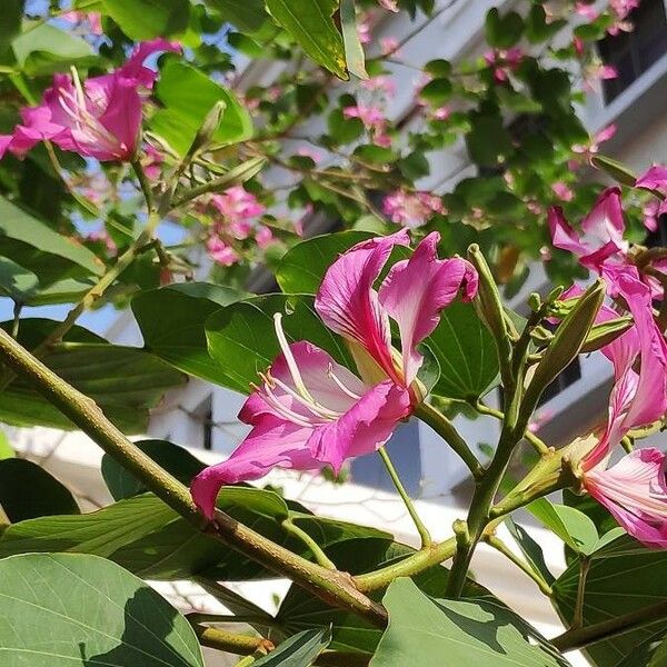 Bauhinia variegata Fiore