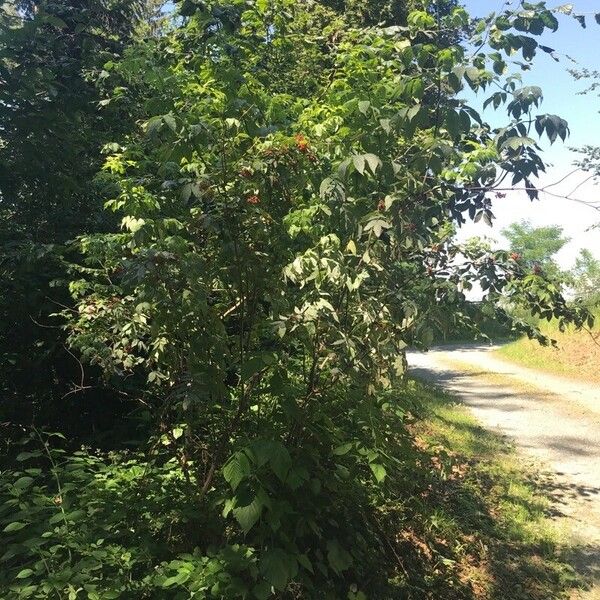 Sambucus racemosa Pokrój