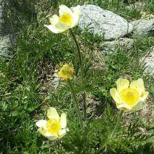 Pulsatilla alpina Flower