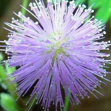 Mimosa pudica Fiore