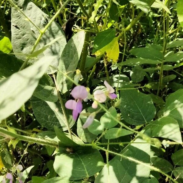 Desmodium canescens Flower