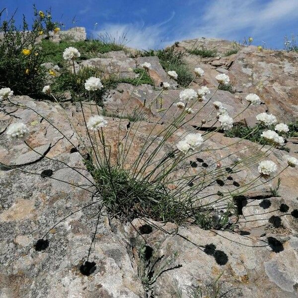 Armeria arenaria Habit