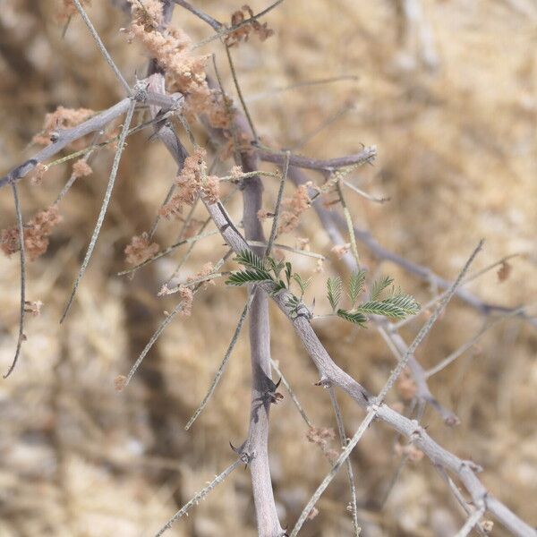 Senegalia mellifera Rinde