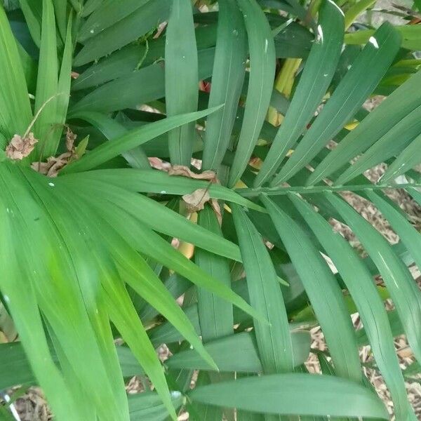 Chamaedorea elegans Leaf