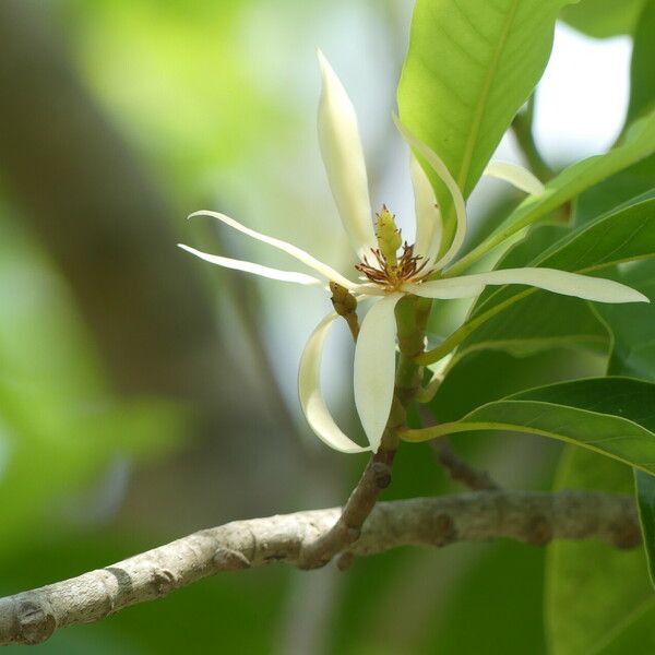Magnolia × alba Kwiat