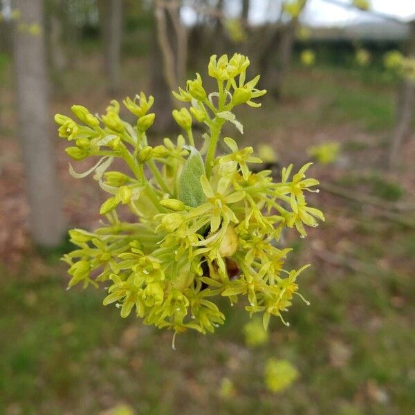 Sassafras albidum Kvet