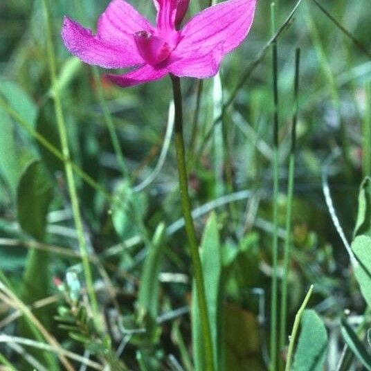 Calopogon tuberosus Квітка