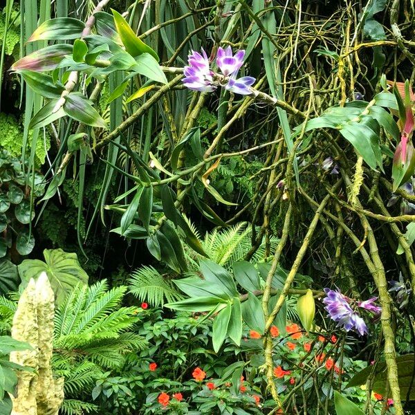 Dendrobium victoriae-reginae 整株植物